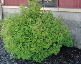 Bailey Viburnum