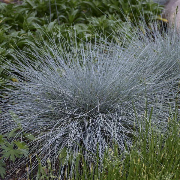 Blue Whiskers Fescue
