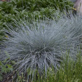 Blue Whiskers Fescue