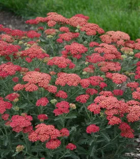 Firefly Red Pop Yarrow